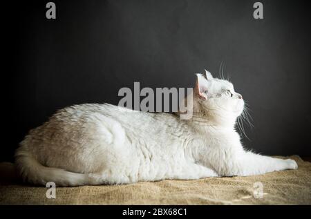 Schöne junge Katze Rasse schottischen Chinchilla gerade auf einem schwarzen Hintergrund Stockfoto