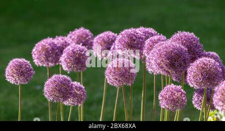 Allium globemaster in voller Blüte in einem Devon Garten Stockfoto