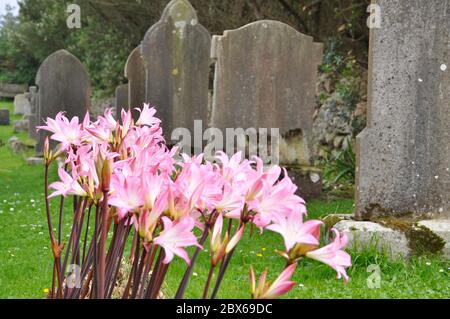 Leuchtend rosa Belladonna Lilien (Amaryllis belladonna) blühen zwischen den grauen Grabsteinen neben der Allerheiligen Kirche auf Bryer, einer der fünf bewohnten Stockfoto