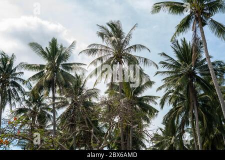 Kokosnusspalmenzweige im Regenwald in Thailand. Stockfoto