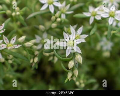 Nahaufnahme der weißen Steinbrotblumen im Garten, Sedum hispanicum L Stockfoto