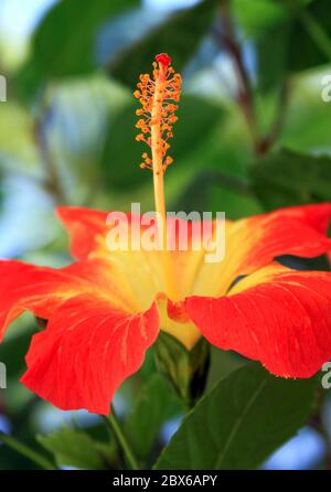 Schöne rote tropische Hibiskusblüte in Blüte verschwommener Hintergrund Stockfoto