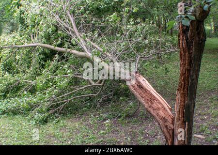 Eine gebrochene Pflaumenbaum durch Wind. Sturmschäden Stockfoto