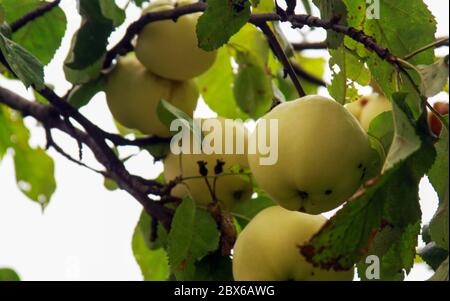 Reife gelbe Äpfel auf Ästen und Blättern vor der Herbsternte Stockfoto