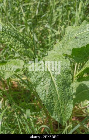 Breitblättrige Dock/Rumex obtusifolius wachsenden am Straßenrand steht. Reiben Blätter Breitblättriger Dock ist ein traditionelles Kinder Hilfsmittel für brennnessel Stiche Stockfoto