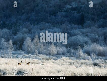 Ein sehr denkwürdiger Morgen, an dem Rehe plötzlich in einer mit Reif bedeckten Landschaft in der Nähe von Thirlmere, Lake District, Cumbria, England, Großbritannien, auftauchen. Stockfoto