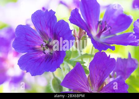 Blaue Geranienblume in einem schottischen Garten Mai 2020 Stockfoto