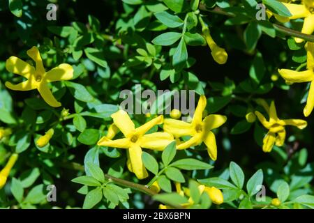 Gelber Jasmin Stockfoto