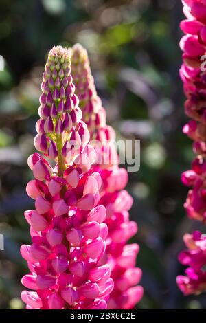 Nahaufnahme der Lupinenköpfe Ende Mai in Schottland. Stockfoto