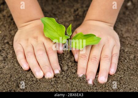 Pflanzen Baum Kind Hände Pflanzen Natur Leben Ökologie Konzept Garten Garten Garten Garten Stockfoto