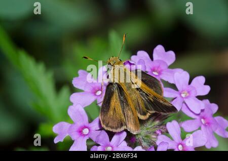 Südlicher Bruchstrich, Polites otho, männlich auf Vervain, Glandularia sp. Stockfoto