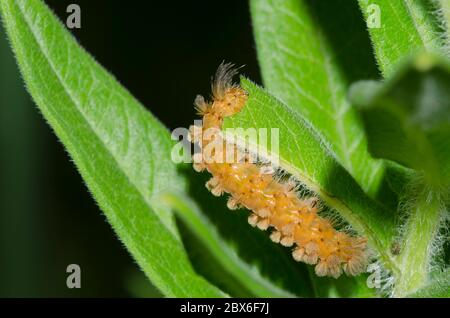 Unerwartete Zyknien, Cycnia collaris, Larven füttern auf Orange Milk, Asclepias tuberosa Stockfoto