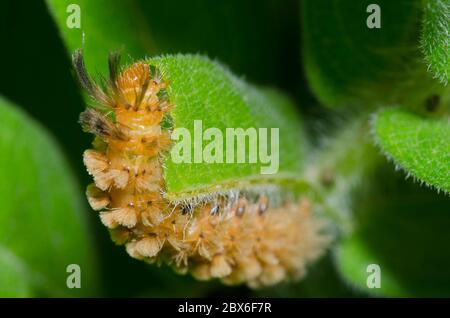 Unerwartete Zyknien, Cycnia collaris, Larven füttern auf Orange Milk, Asclepias tuberosa Stockfoto