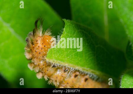 Unerwartete Zyknien, Cycnia collaris, Larven füttern auf Orange Milk, Asclepias tuberosa Stockfoto