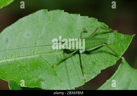 Gemeine echte Katydid, Pterophylla camellifolia, Nymphe Stockfoto