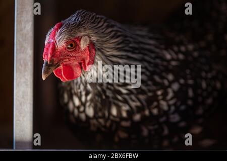 Huhn legt ein Ei in einen Coop Stockfoto
