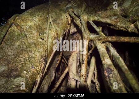 Tarsier im Tangkoko Nationalpark. Nord-Sulawesi, Indonesien. Stockfoto