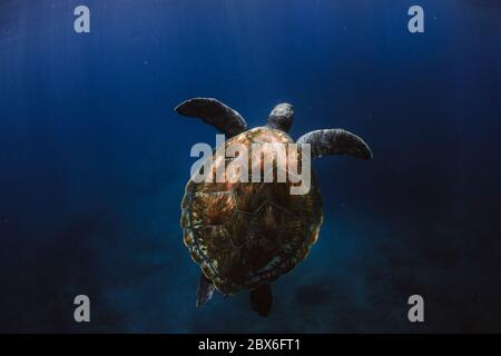 Meeresschildkröte im Atlantik schwimmen Stockfoto