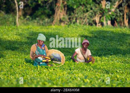 Kaffee Ernte, ugandische Frauen Ernte Tee in Ankole region, Uganda Stockfoto