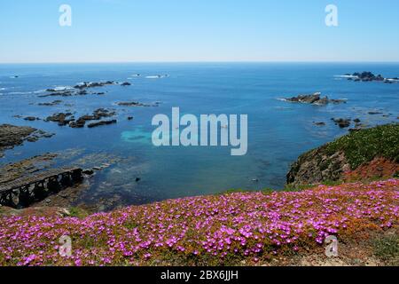 Wilde Blumen auf der Lizard Peninsula - John Gollop Stockfoto
