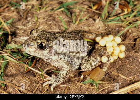 Gewöhnliche Hebamme Kröte (Alytes Geburtshelfer) Stockfoto