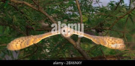 Fliegende Aufnahme von Scheune Eule Stockfoto