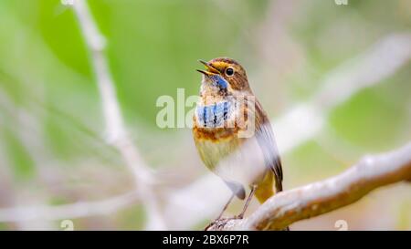 Schöne Aufnahme von Blaukehlchen, ein Mitglied der Soor-Familie Turdidae Stockfoto