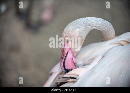 Flamingo reinigt seine Federn mit seinem Schnabel Stockfoto