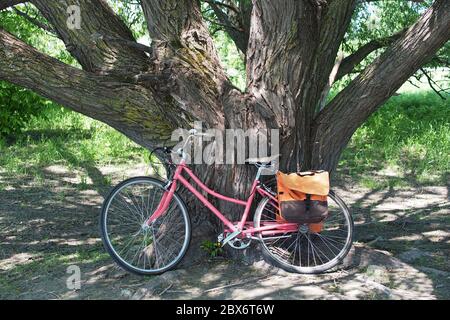 Rosa Damen Fahrrad mit orangen Satteltaschen lehnt an einem schattigen großen Baumstamm an einem heißen Sommertag in Ottawa, Ontario, Ottawa. Stockfoto