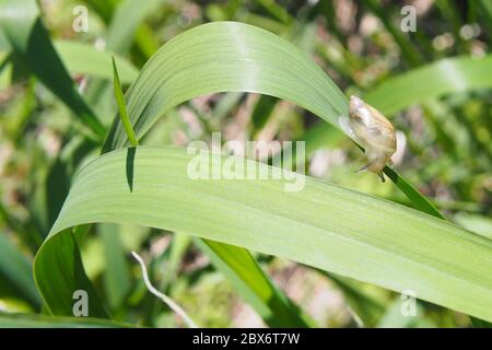 Durchscheinende Schale einer Bernsteinschnecke (Succinea putris) auf einem langen grünen Blatt am lokalen Teich, Ottawa, Ontario, Kanada. Stockfoto