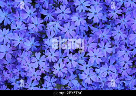Brillanter smaragdblauer Teppich einer schleichenden Phlox im Schatten in einem Glebe Garten, Ottawa, Ontario, Kanada. Stockfoto