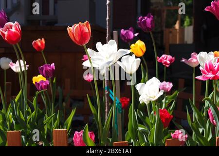 Verrückte bunte Darstellung von verschiedenen Tulpen in voller Blüte unter einigen wunderschönen späten Frühling Sonnenschein in einem kleinen, eingezäunten Vorgarten in Ottawa, Ontario. Stockfoto