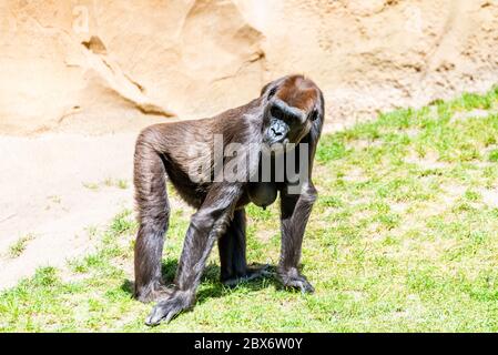 Die Tieflandgorillas verbringen ihren Tag auf der Wiese Stockfoto