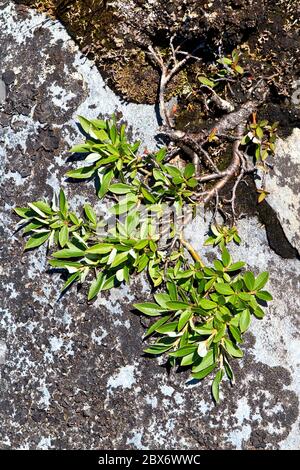 Zwergweide (Salix Arctica) wächst zwischen den Felsen entlang der Hudson Bay in der Nähe von Churchill, Manitoba, Kanada. Stockfoto