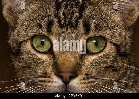 Eine 9 Monate alte Farmkatze (kastriert), die beschlossen hat, dass sie Freunde sein will. Kastrierte Katzen werden durch das abgeschnittene Ohr identifiziert. Stockfoto