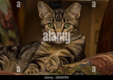 Eine 9 Monate alte Farmkatze (kastriert), die beschlossen hat, dass sie Freunde sein will. Kastrierte Katzen werden durch das abgeschnittene Ohr identifiziert. Stockfoto