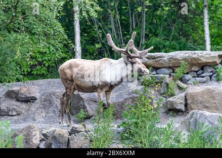 Caribou allein durch den Wald Stockfoto