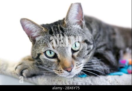 Eine braune gestromte Hauskatze, die ihren Kopf auf ihren Pfoten aufragt und die Kamera anschaut. Die Katze hat ihr linkes Ohr gekippt, was darauf hinweist, dass sie b hat Stockfoto