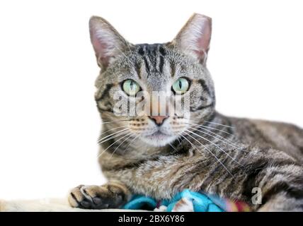 Eine braune gestromte Hauskatze mit linkem Ohr, was darauf hinweist, dass sie im Rahmen eines TNR-Programms kastriert oder geimpft wurde Stockfoto