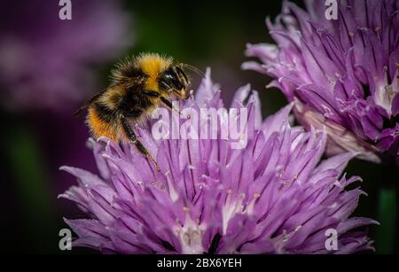 Biene auf einer Schnittblume Stockfoto