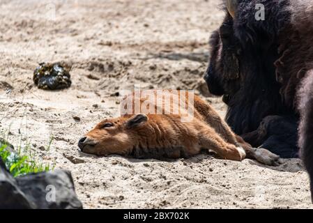 Das junge Bison-Kalb liegt neben seiner Mama Stockfoto