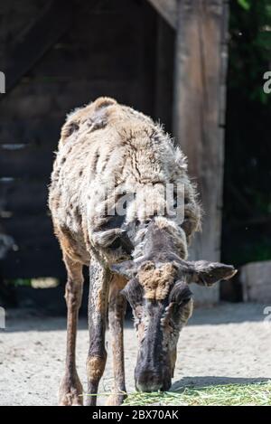 Caribou wechselt im Sommer ihr Fell Stockfoto