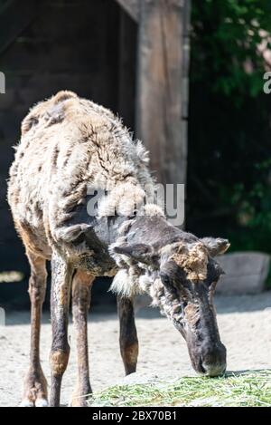 Caribou wechselt im Sommer ihr Fell Stockfoto