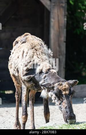 Caribou wechselt im Sommer ihr Fell Stockfoto