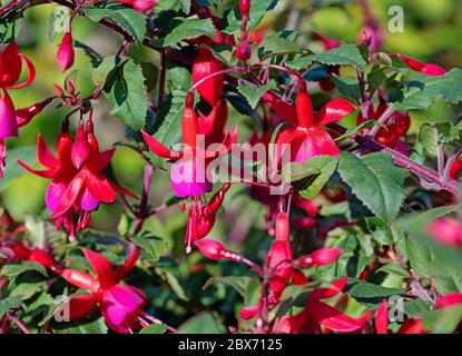 Blühende rote Fuchsien im Garten Stockfoto