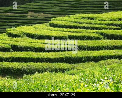 Reihen von Teebüschen, Blick auf die Teeplantage auf den Azoren, Atlantik, Portugal. Stockfoto