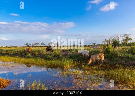 Herde Kühe Auf Grasbewachsener Landschaft In Suriname Stockfoto