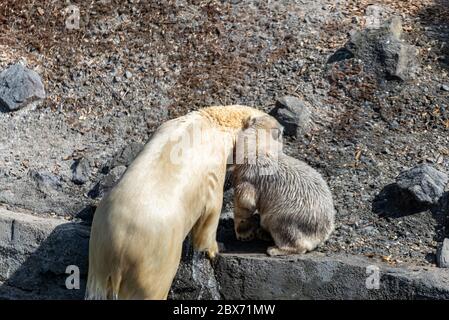 Eisbär Mutter schützt ihre junge Stockfoto
