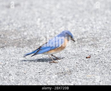 Ostblauvogel (Sialia sialis) über Insekt zum Abendessen zu essen. Stockfoto