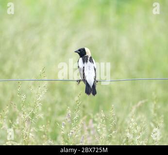 Nahaufnahme des männlichen Bobolink (Dolichonyx oryzivorus) auf Draht vor grünem Grasgrund thront Stockfoto